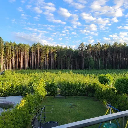 Forest & Sun - *